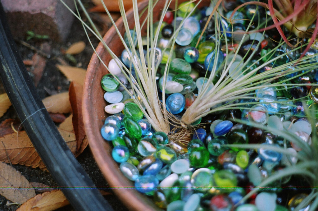 Glass marbles with Tillandsia, 2008