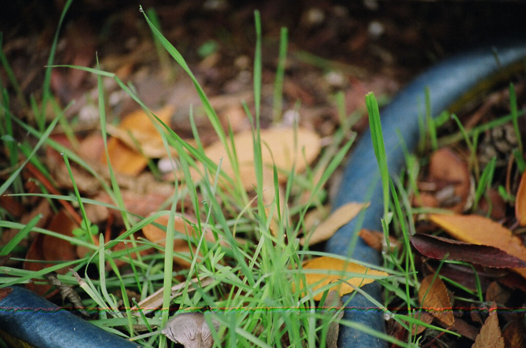 Grass and leaves, 2008